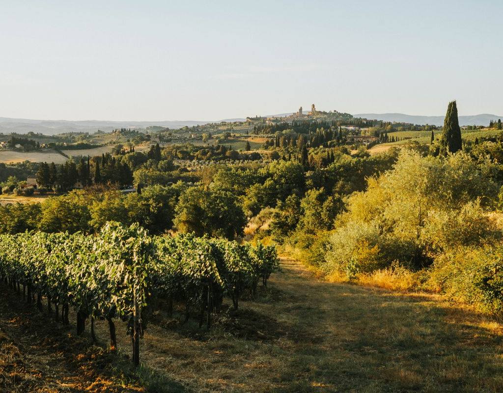 Tuscan vineyards in the golden hour