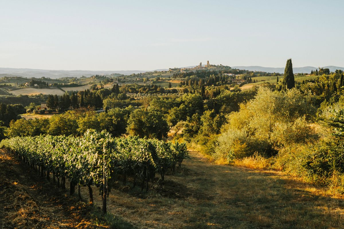 Tuscan vineyards in the golden hour
